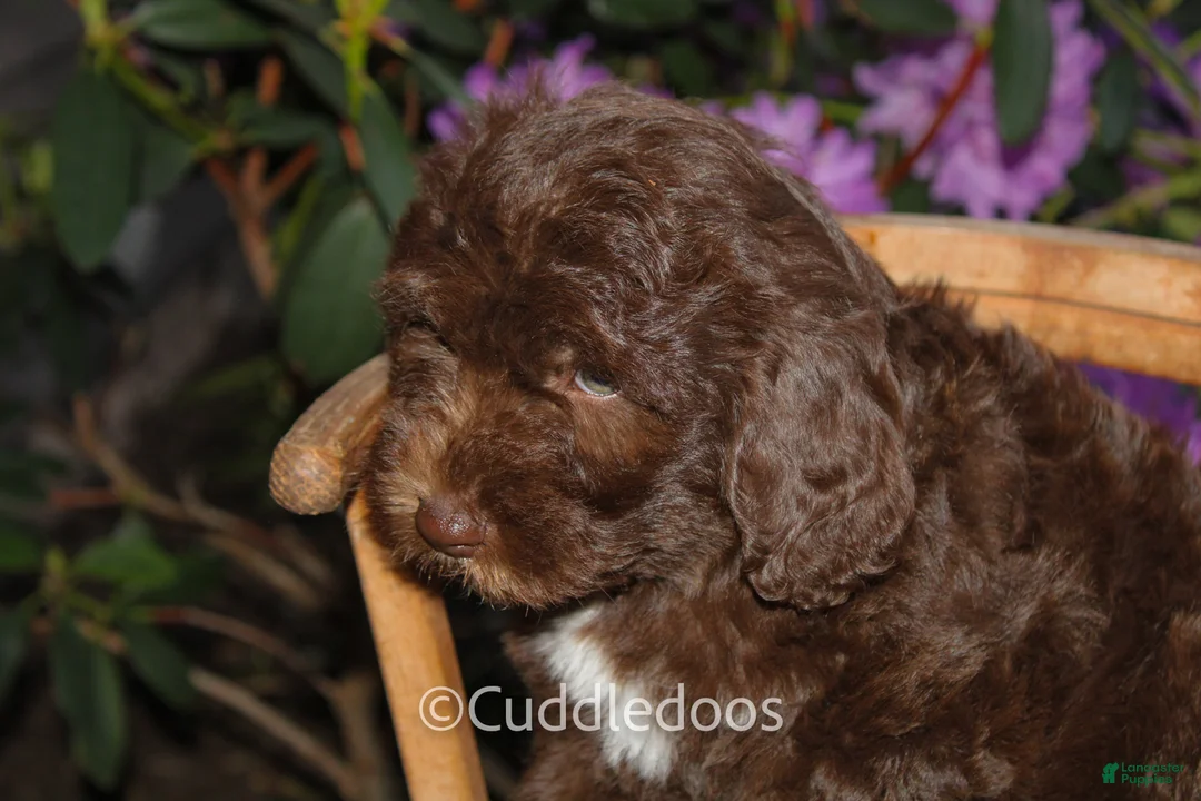 Mixed Breed dogs for sale: Jupiter - Ad 2