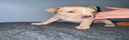 American Bully dogs for sale: Butterscotch - Ad 3