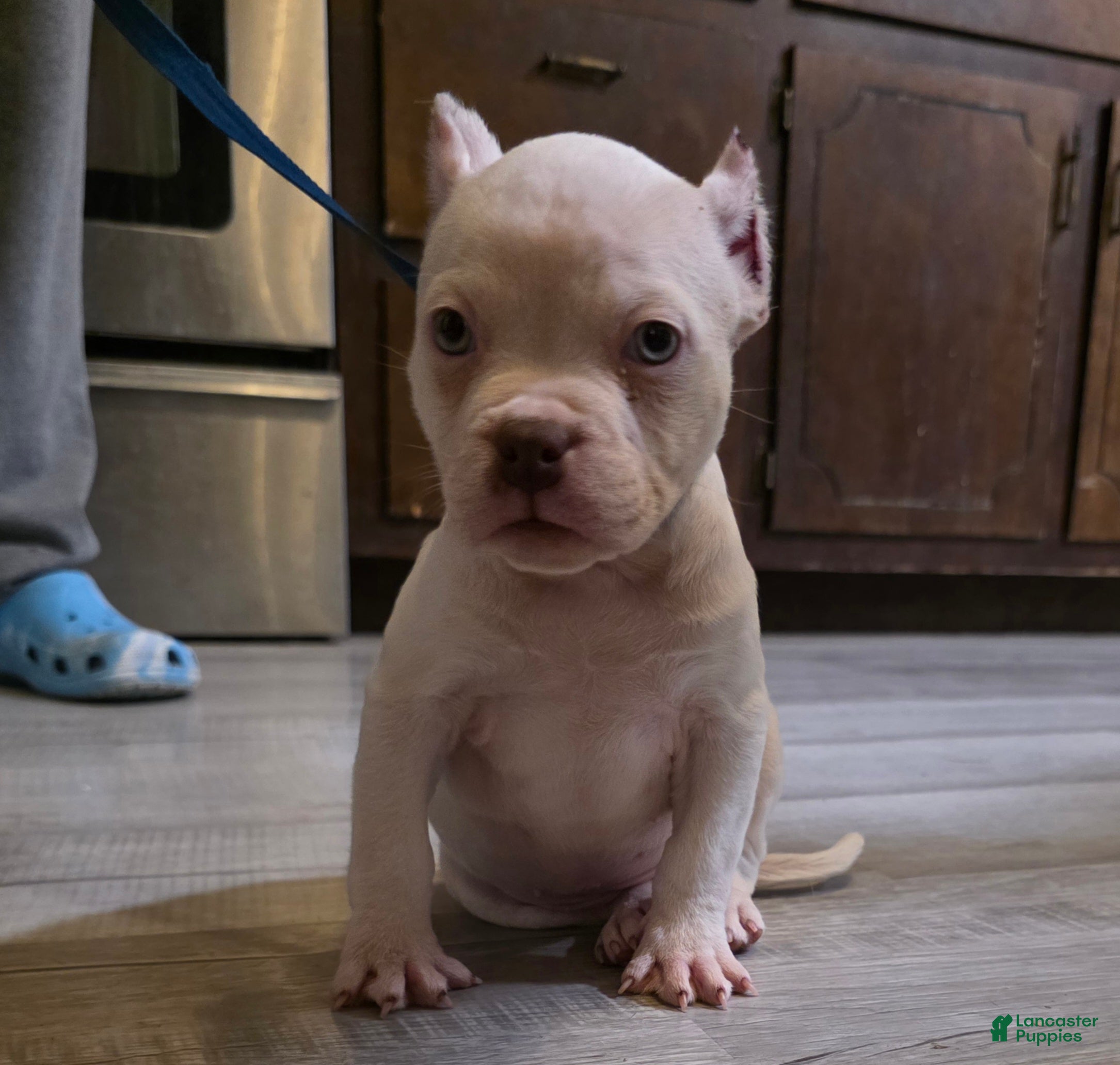 American Bully dogs Queen  - Ad 42
