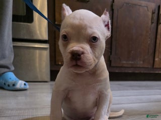 American Bully dogs Queen - Ad 40