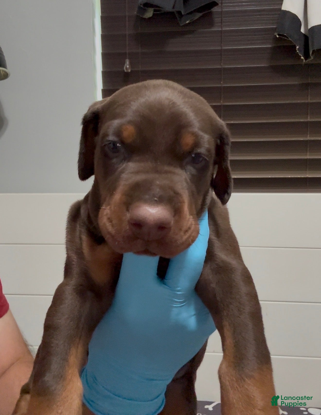 Doberman Pinscher dogs Red Collar Boy - Ad 26
