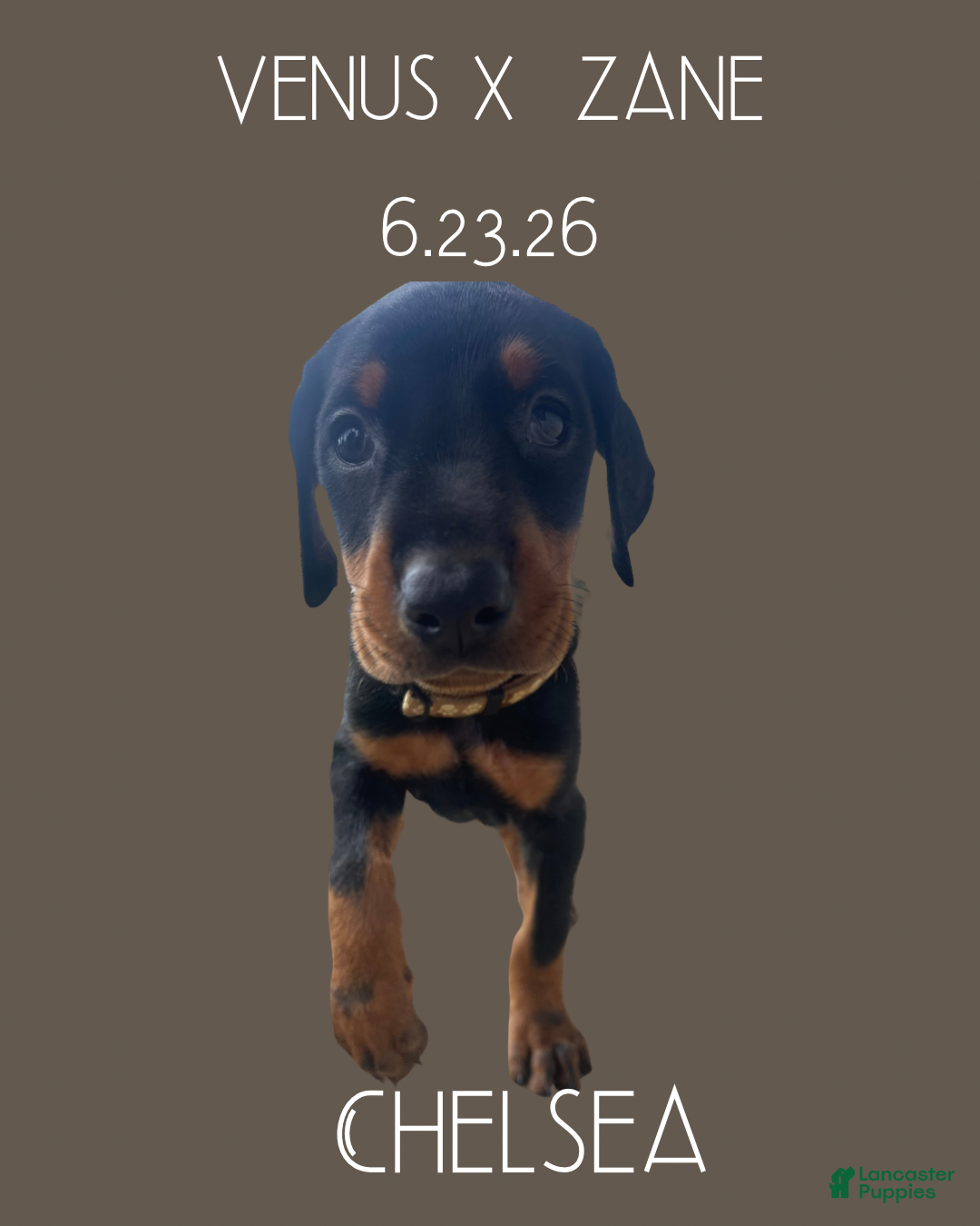 Doberman Pinscher dogs Doberman Pinscher 6 - Ad 2
