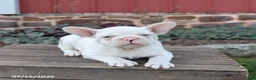 Frenchton dogs for sale: Jasper - Ad 2