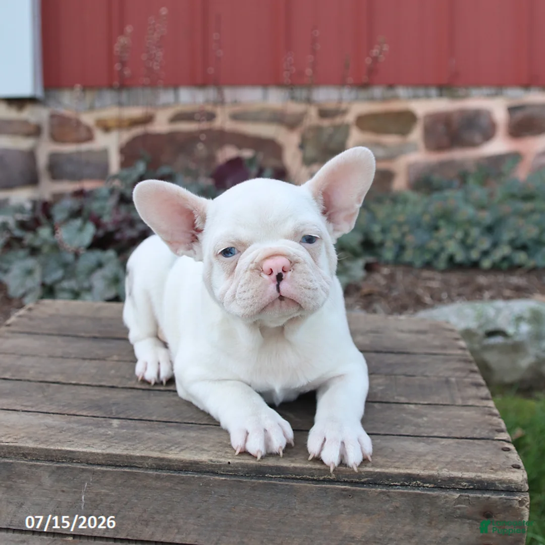 Frenchton dogs for sale: Jasper - Ad 2