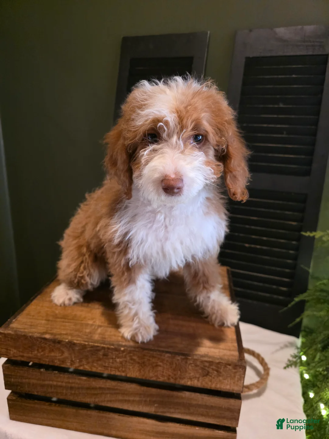 Mini Aussiedoodle dogs for sale: Rosie  - Ad 8