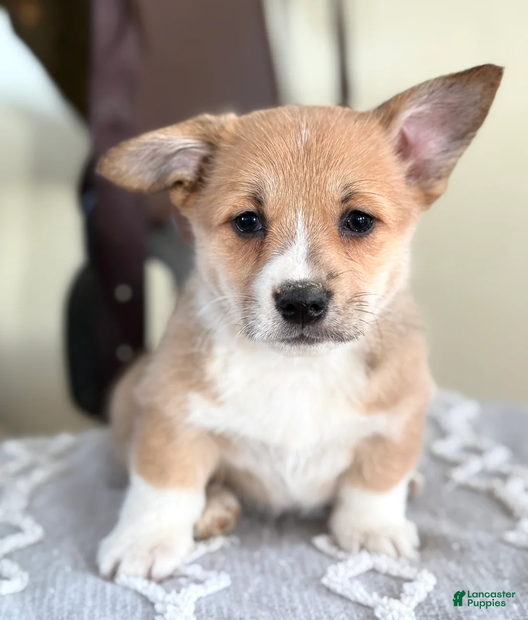 Welsh Corgi Pembroke dogs for sale: Fern - Ad 1