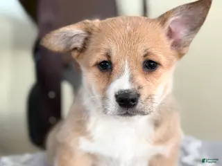 Welsh Corgi Pembroke dogs Fern - Ad 32