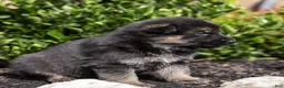 German Shepherd dogs for sale: Troy - Ad 1
