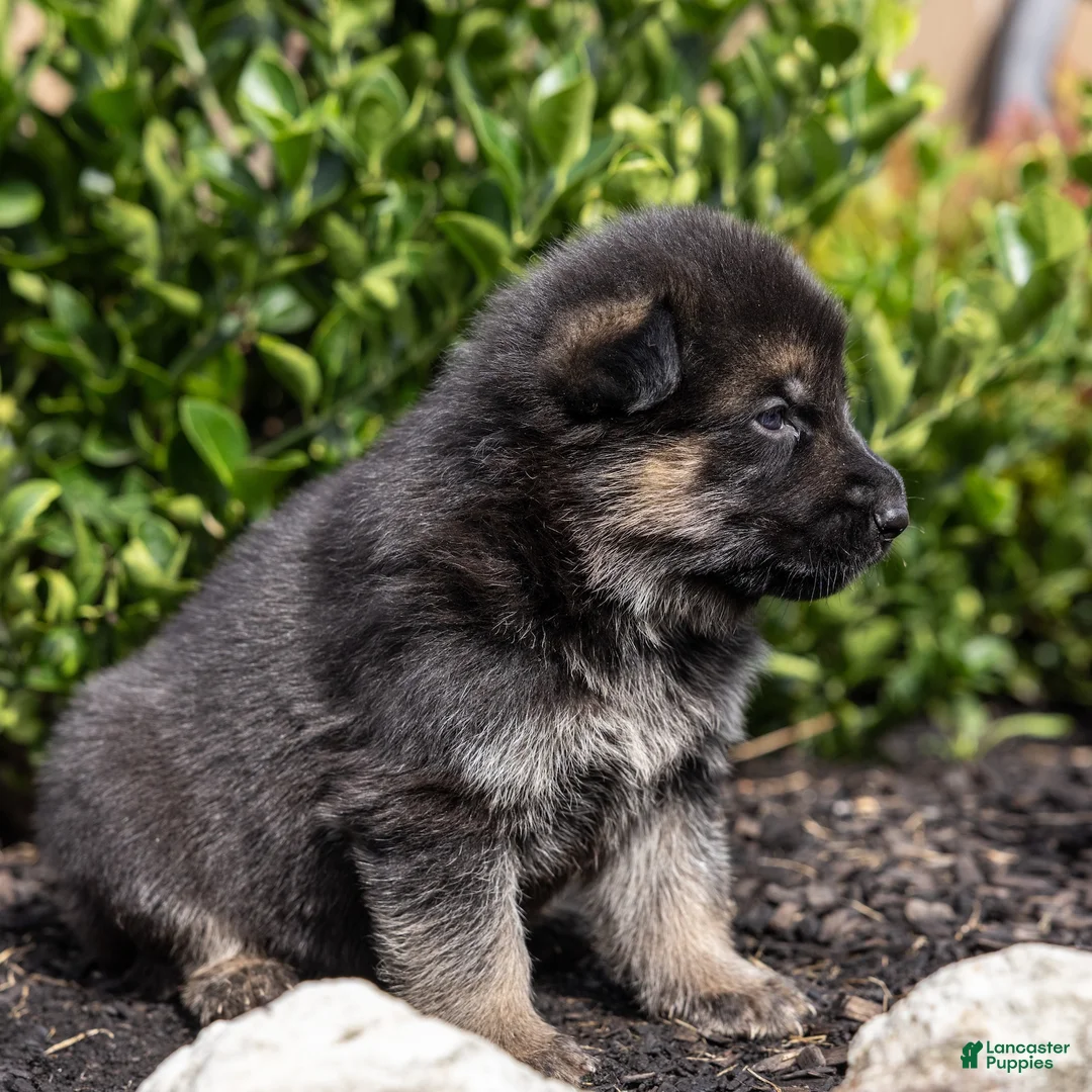 German Shepherd dogs for sale: Troy - Ad 1