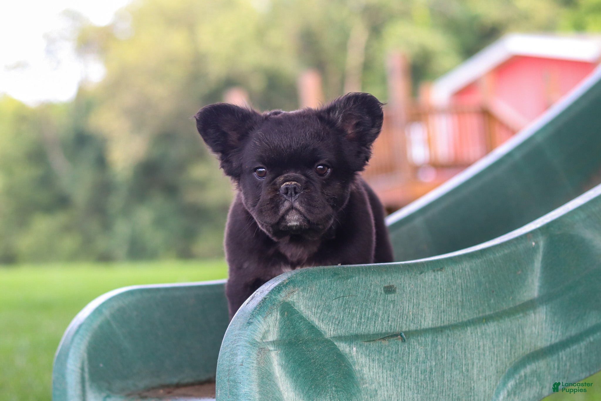 French Bulldog dogs Regina - Ad 2