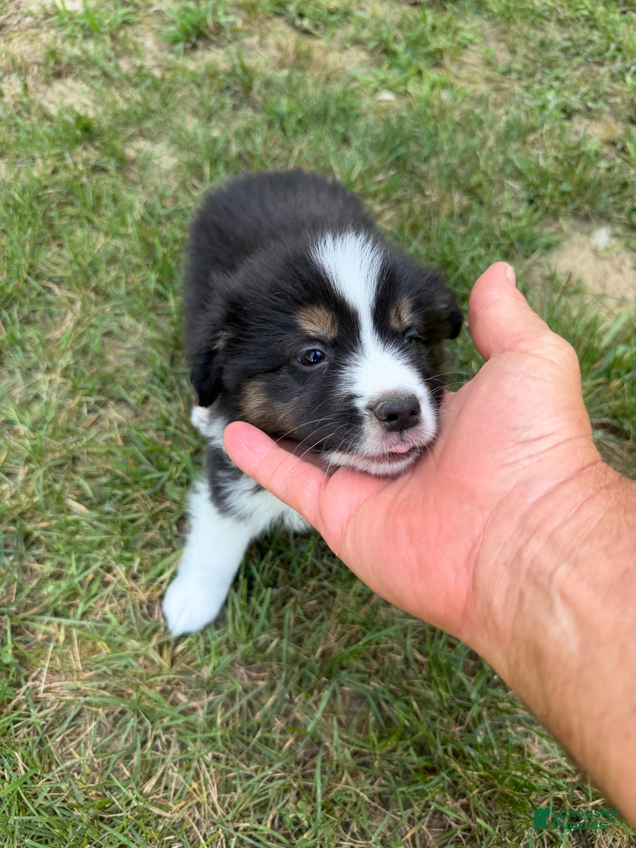 Australian Shepherd dogs Mr. Fluffy - Ad 1