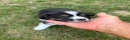 Australian Shepherd dogs for sale: Mr. Fluffy - Ad 1