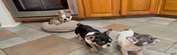 French Bulldog dogs for sale: Terminator - Ad 2