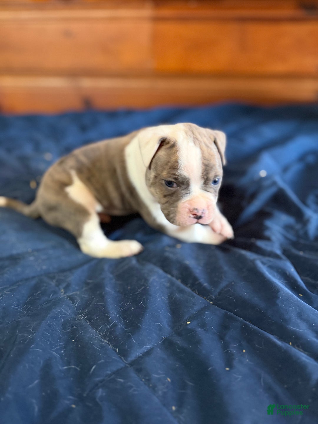 American Bulldog dogs for sale: Rocket - Ad 6