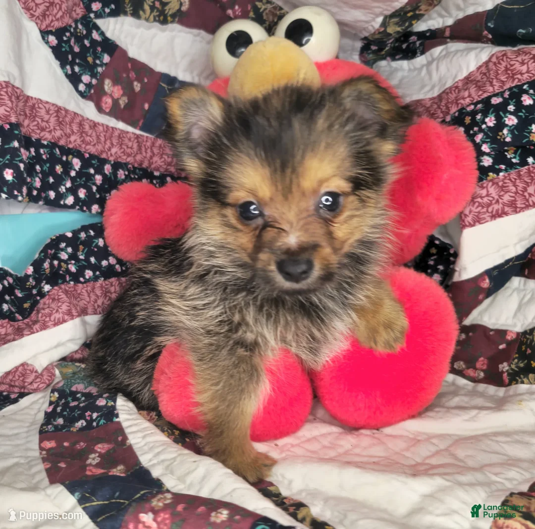 Mixed Breed dogs for sale: Ivanho The Great M (Merle) - Ad 3