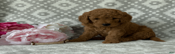 Goldendoodle dogs for sale: Magnolia - Ad 4