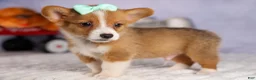 Welsh Corgi Pembroke dogs for sale: Bently💙 - Ad 7