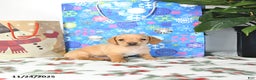 Miniature Dachshund dogs for sale: Brad  - Ad 3