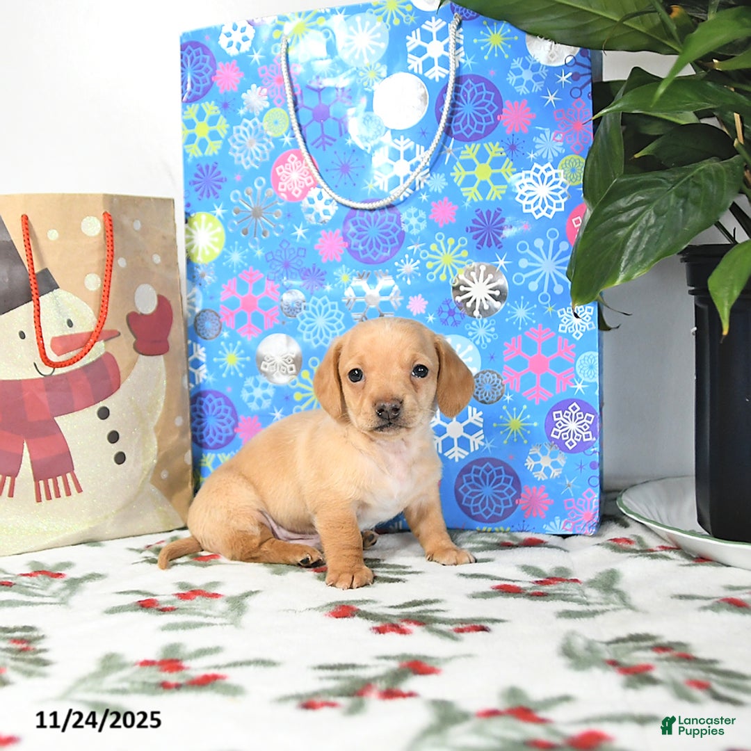 Miniature Dachshund dogs for sale: Brad  - Ad 3