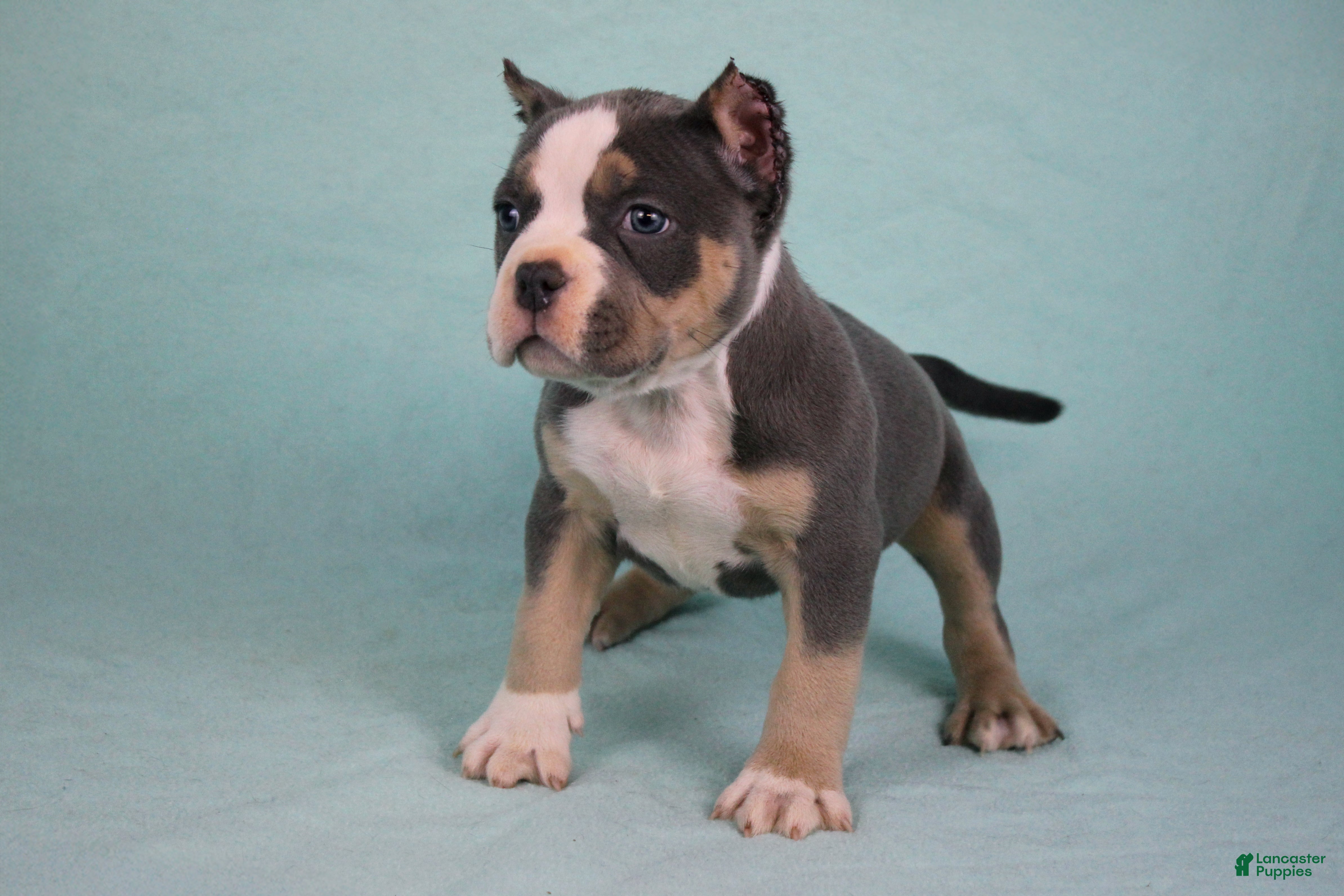 American Bully dogs Blue Tri Female - Ad 2