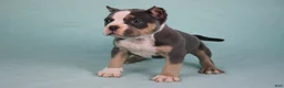 American Bully dogs for sale: Blue Tri Female - Ad 2