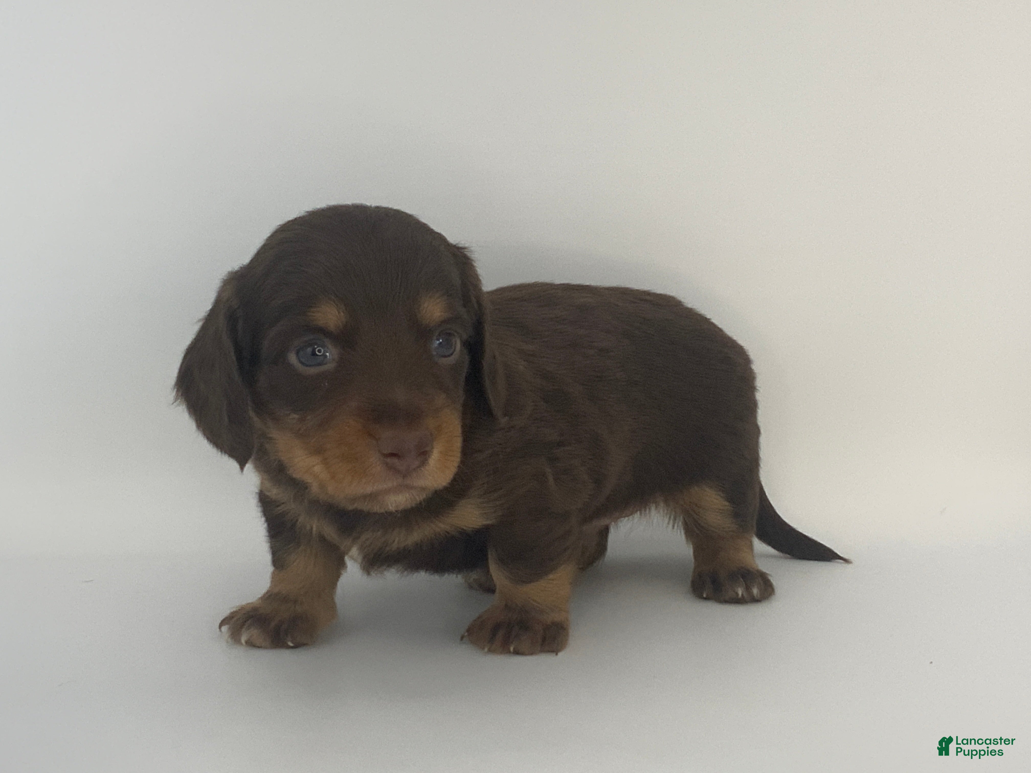 Miniature Dachshund dogs Kenny - Ad 2
