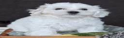 Coton De Tulear dogs for sale: Rowdy - Ad 3