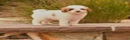 Toy Poodle dogs for sale: Sunshine - Ad 1