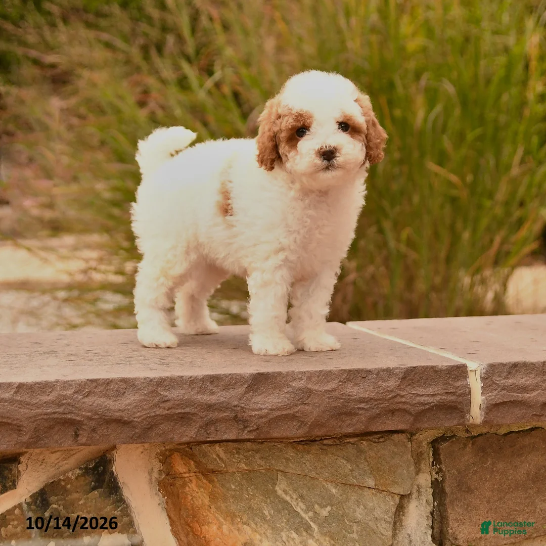 Toy Poodle dogs for sale: Sunshine - Ad 1
