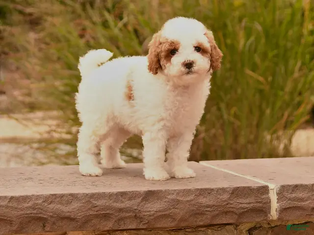 Toy Poodle dogs for sale: Sunshine - Ad 1