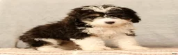Mini Aussiedoodle dogs for sale: CoCo - Ad 7