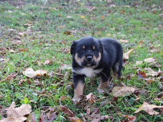 Mixed Breed dogs - Ad 13