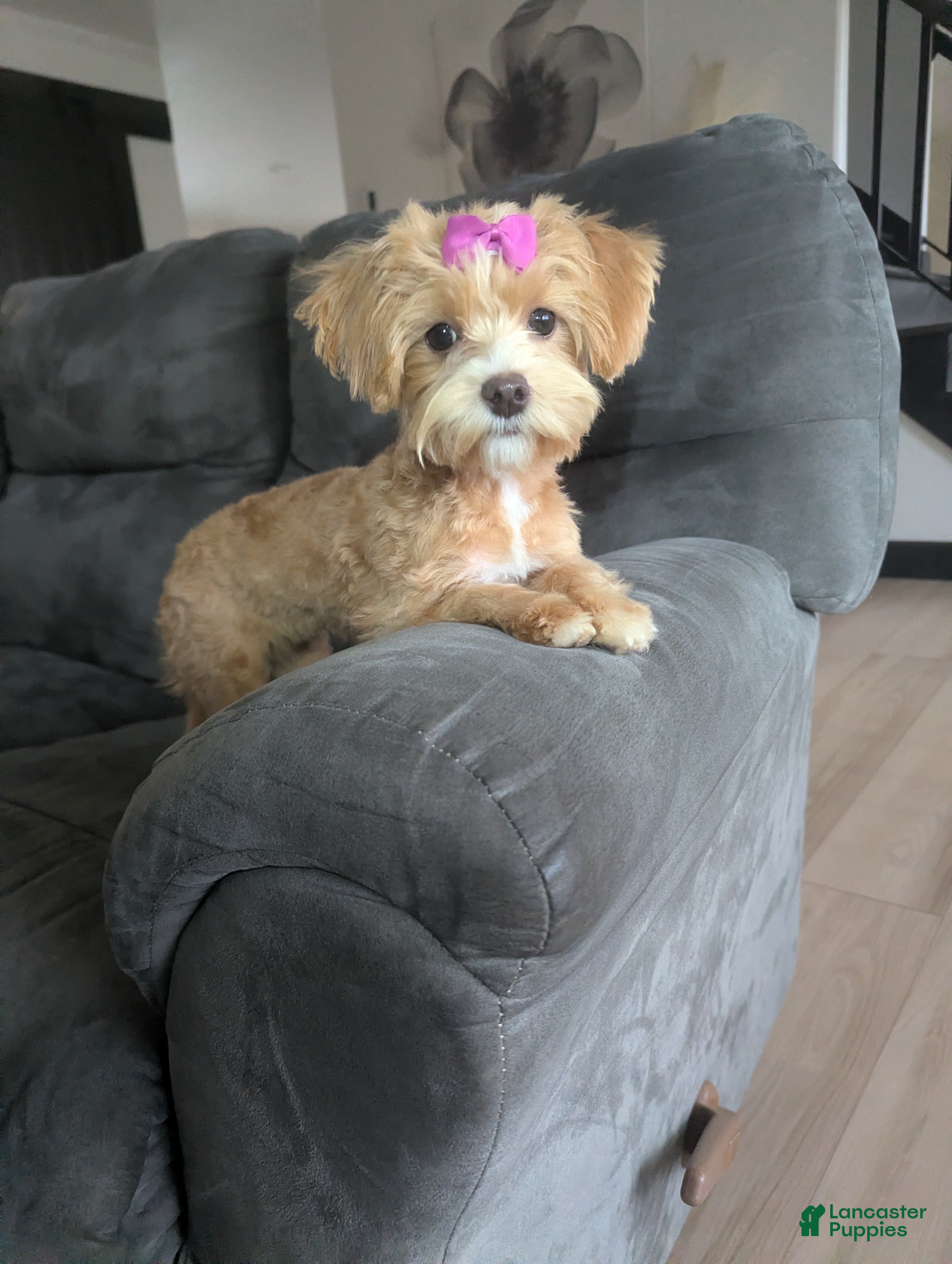 Havapoo dogs Princess  - Ad 40