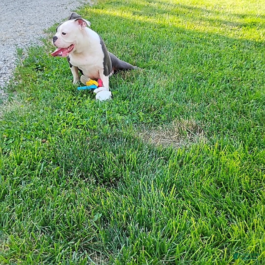 Mixed Breed dogs for sale: Pepsi - Ad 5