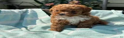 Toy Poodle dogs for sale: Peanut - Ad 14