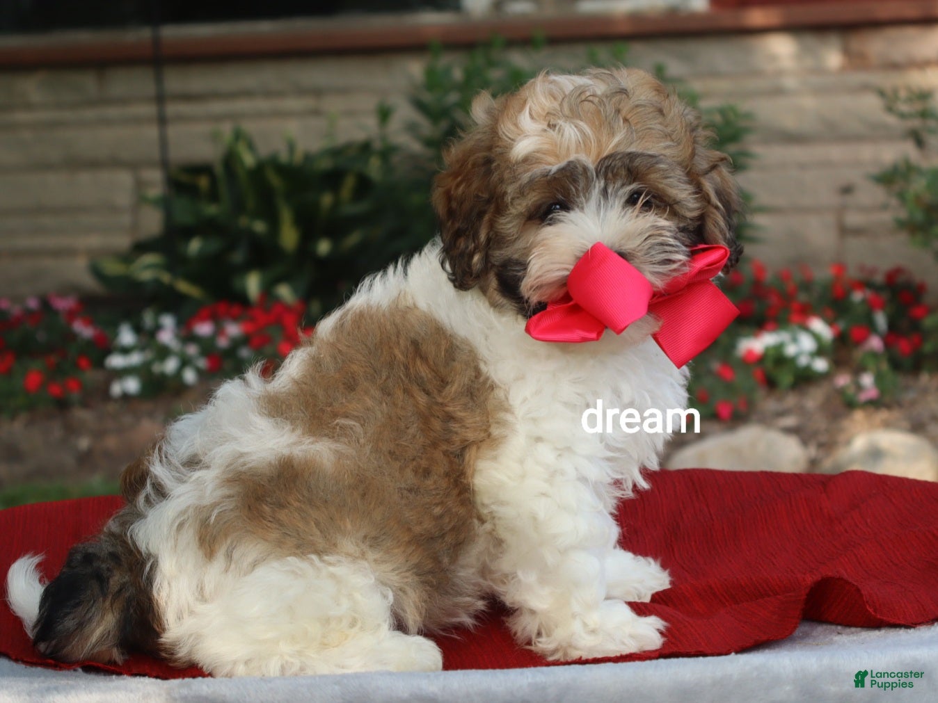 Shihpoo dogs Sienna  - Ad 1