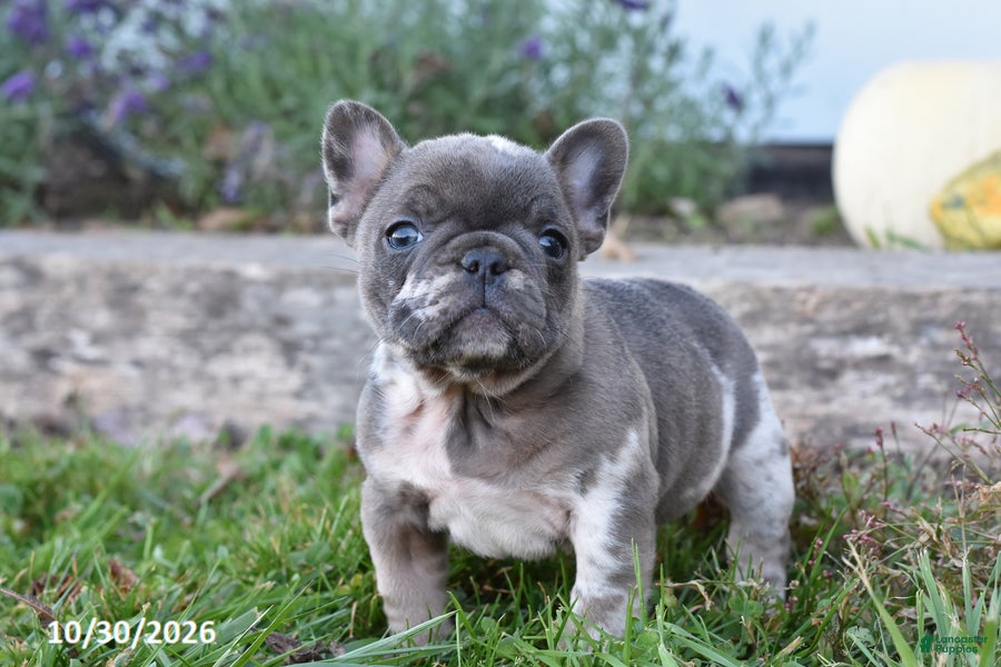 French Bulldog dogs for sale: Sophia - Ad 2
