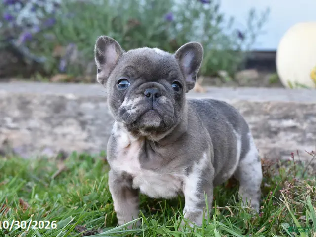 French Bulldog dogs for sale: Sophia - Ad 2