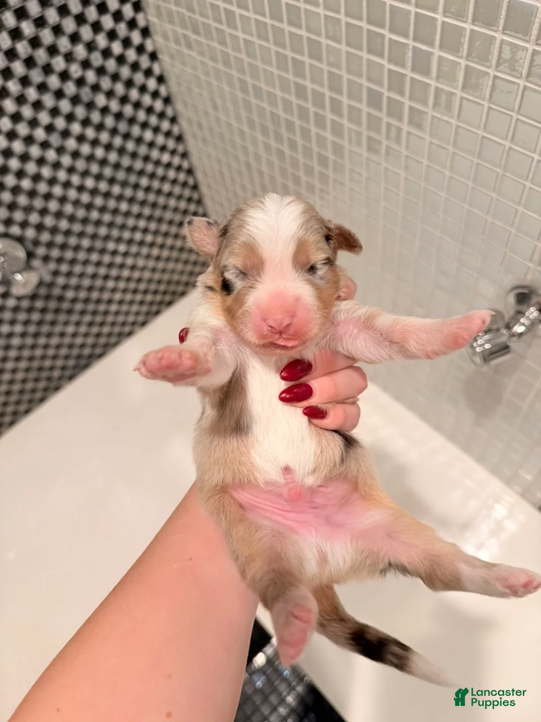 Australian Shepherd dogs for sale: Scout - Ad 2