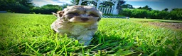 Havapoo dogs for sale: Bambi - Ad 12