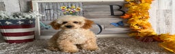 Maltipoo dogs for sale: Eldo - Ad 2