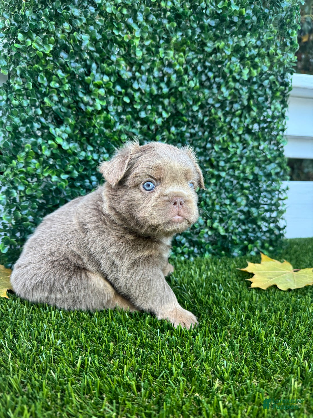 French Bulldog dogs for sale: Sky - Ad 3