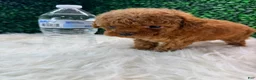 Toy Poodle dogs for sale: Phoenix  - Ad 8