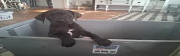Great Dane dogs for sale: Great Dane Puppy 1 - Ad 6