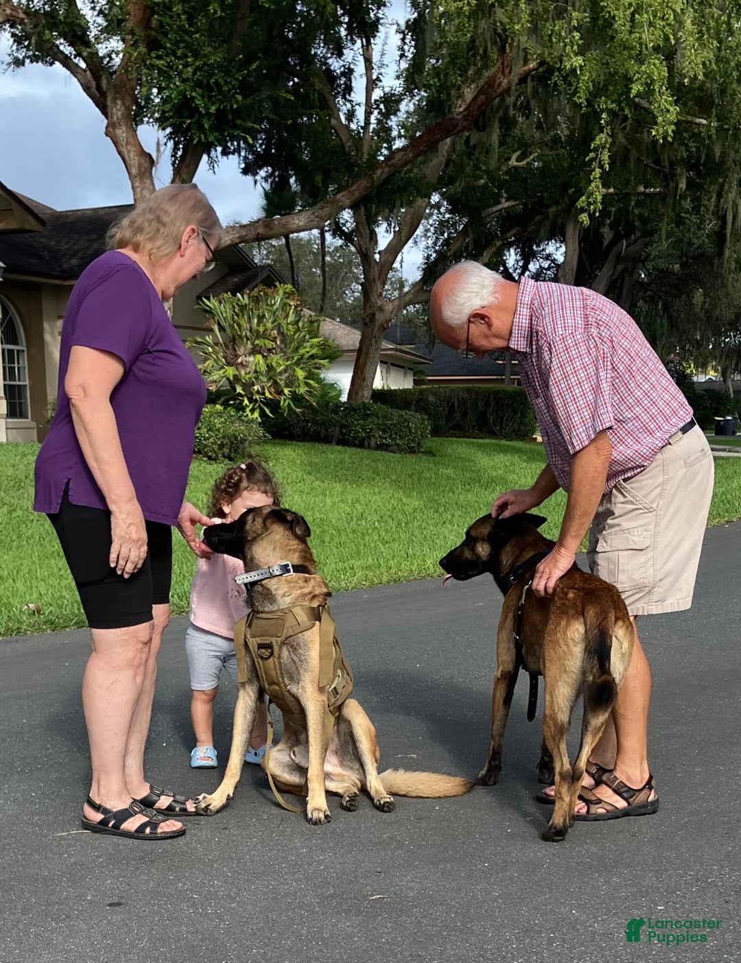 Belgian Malinois dogs for sale: Belgian Malinois male  - Ad 3