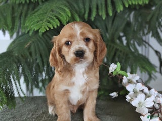 Cocker Spaniel dogs Hunter - Ad 19