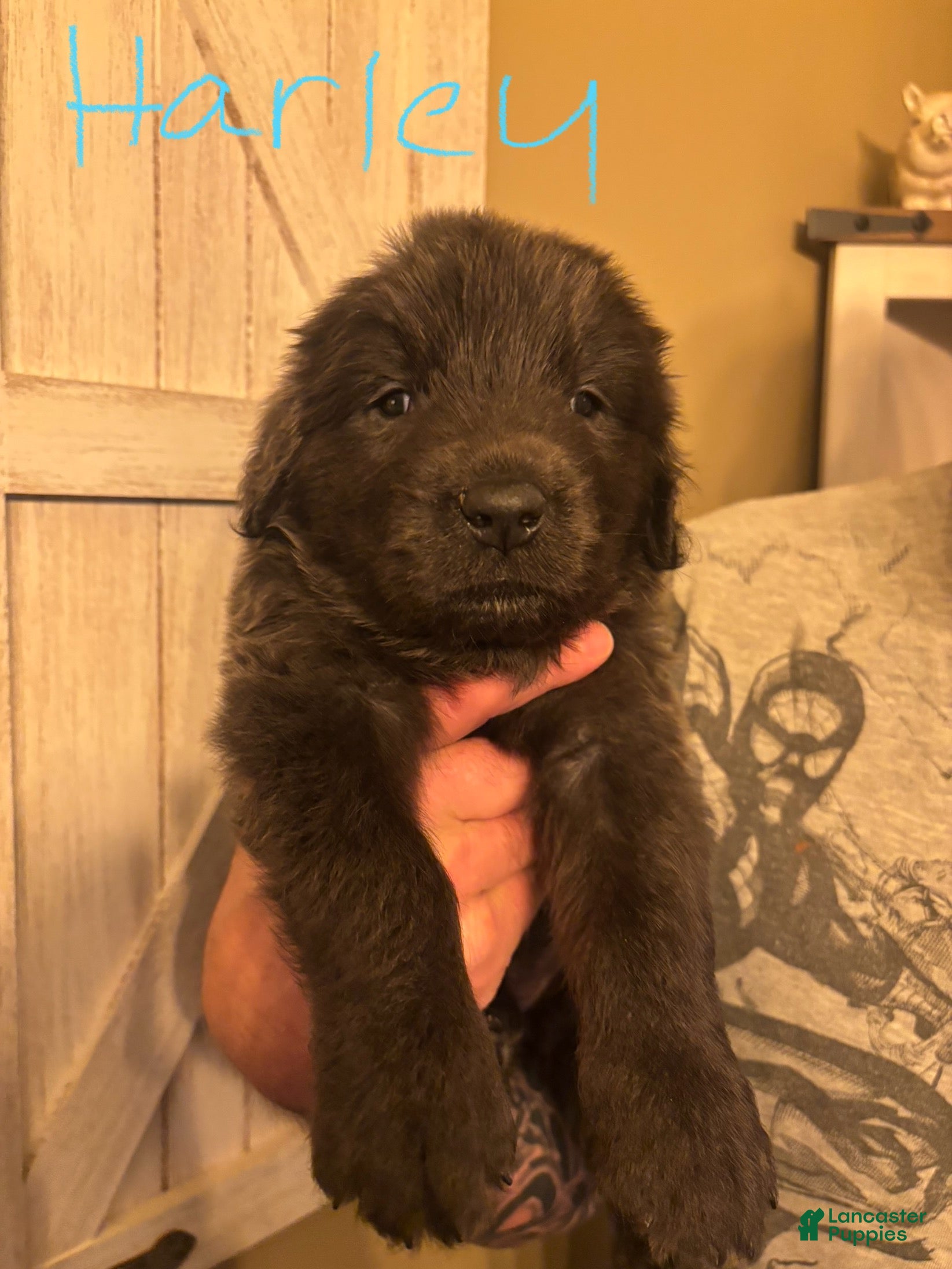 Newfoundland dogs Newfoundland Puppy 6 - Ad 39