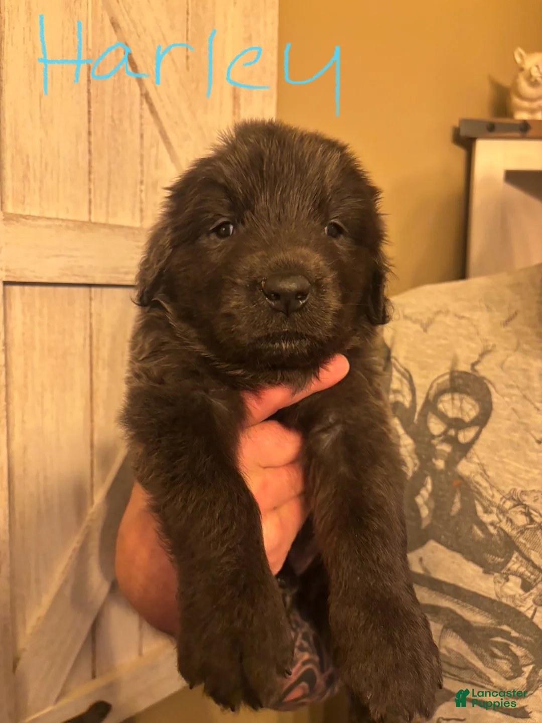 Newfoundland dogs for sale: Newfoundland Puppy 6 - Ad 1
