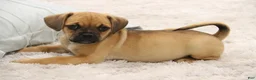 Puggle dogs for sale: Liberty - Ad 5