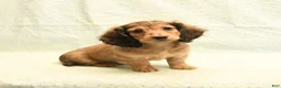 Dachshund dogs for sale: Flash - Ad 1